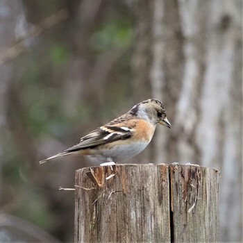 Brambling 姫路市自然観察の森 Sat, 3/19/2022