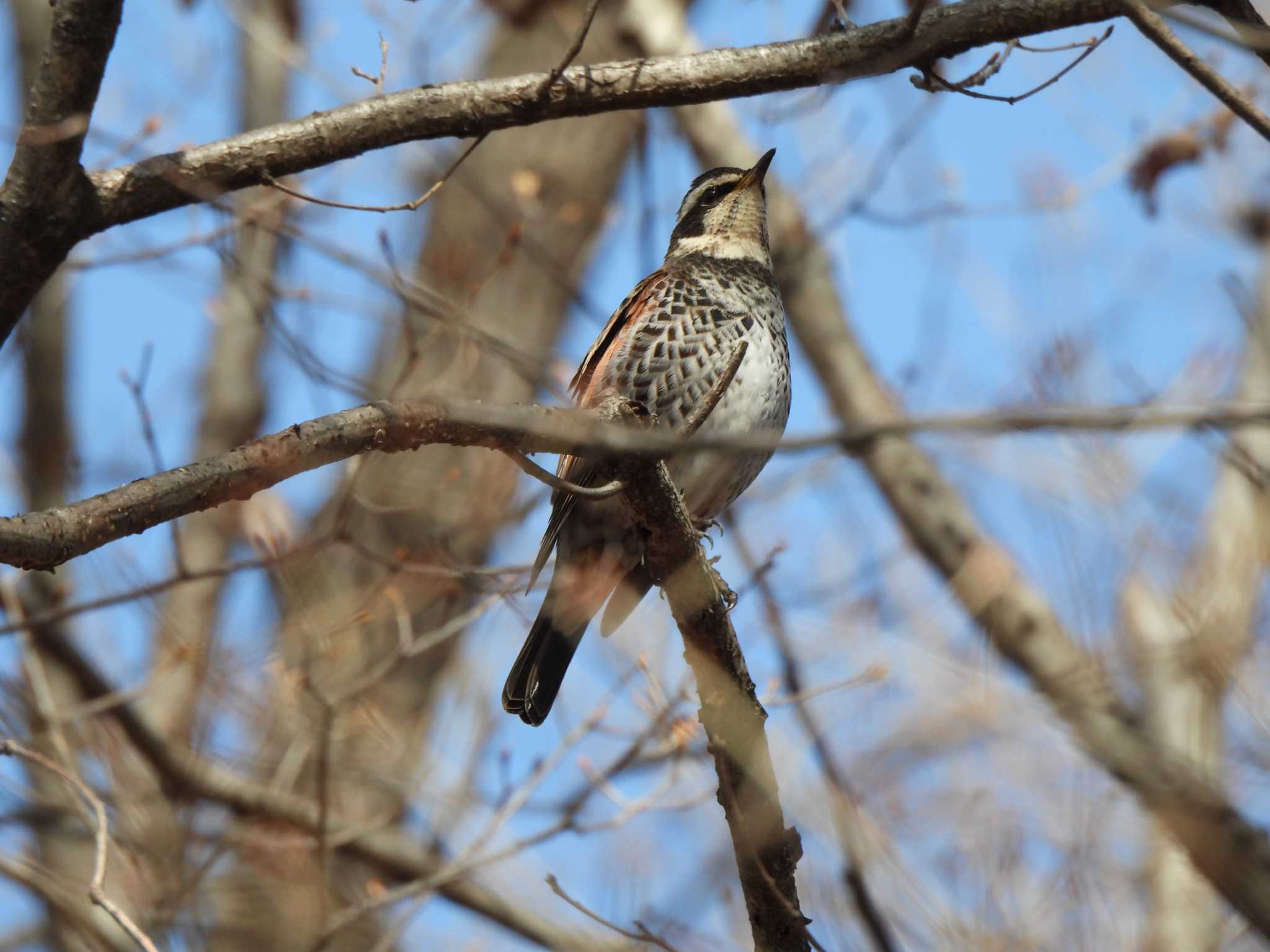 Dusky Thrush