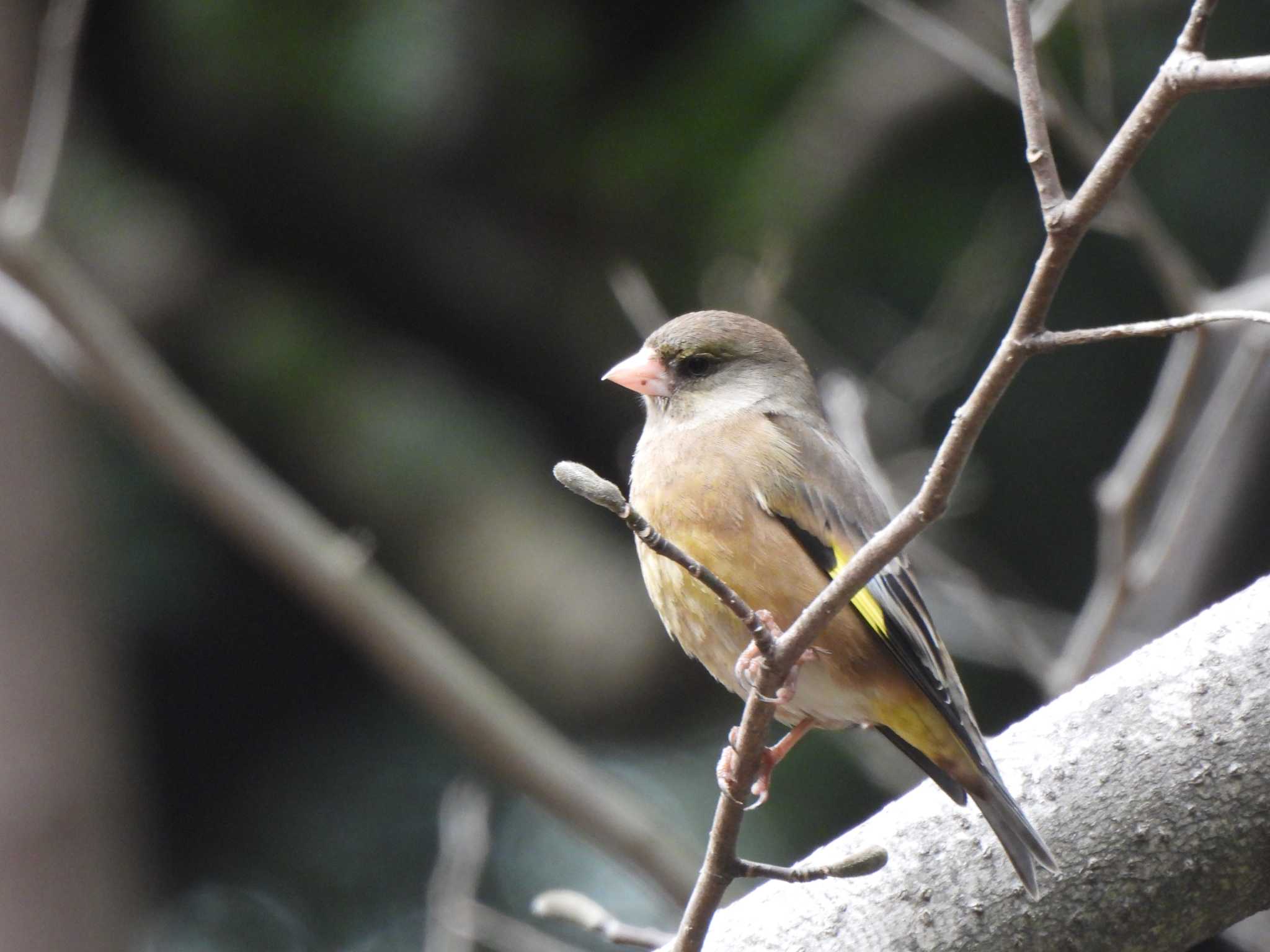 Grey-capped Greenfinch