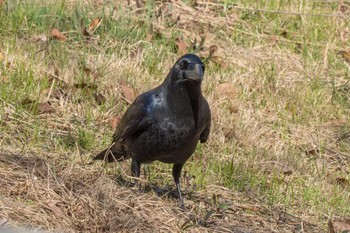 ハシブトガラス 兵庫県明石市 2013年3月11日(月)