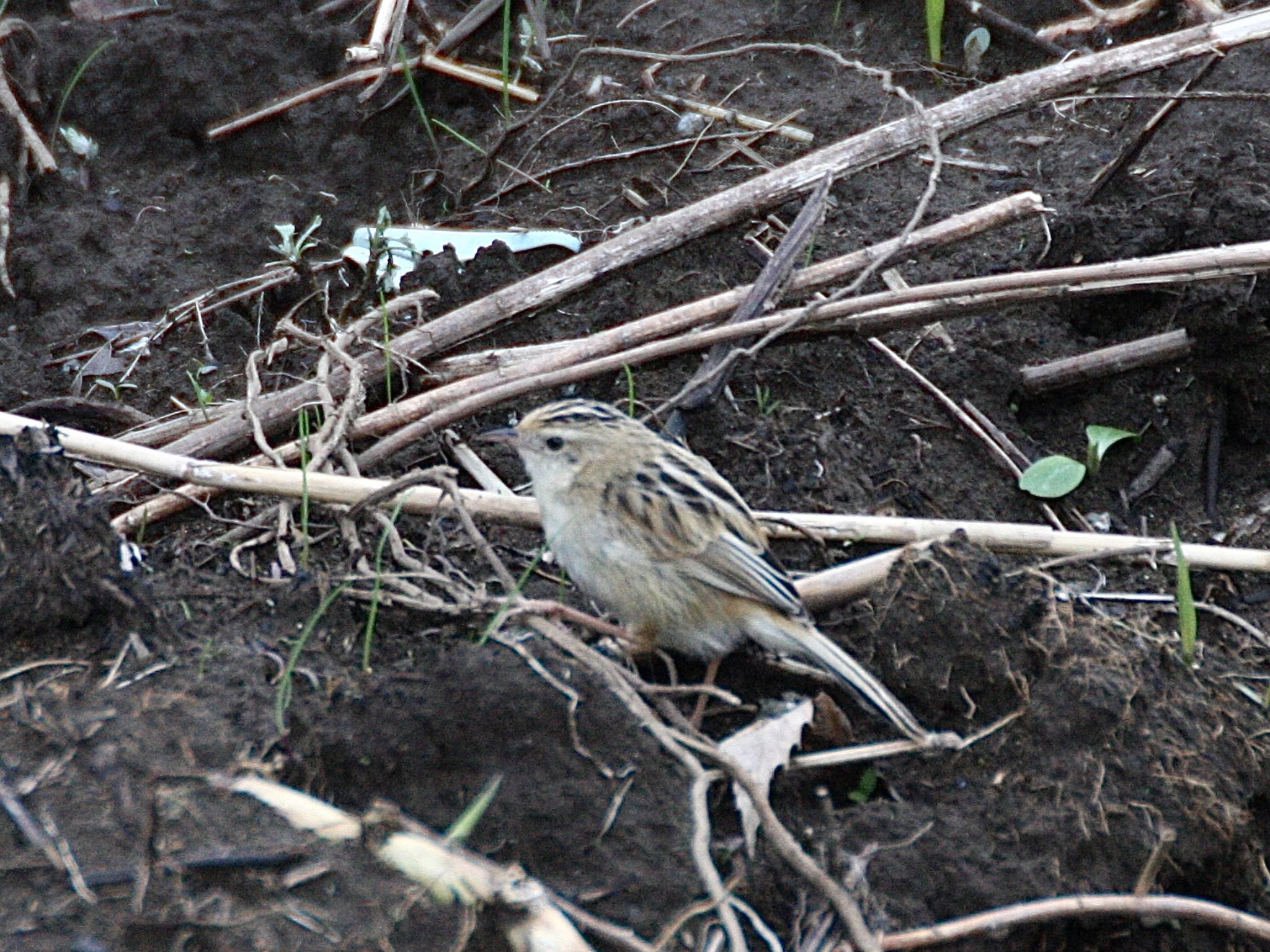 Photo of Zitting Cisticola at 境川遊水地公園 by ささりん