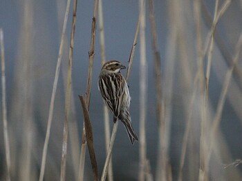 Common Reed Bunting 境川遊水地公園 Sat, 3/19/2022