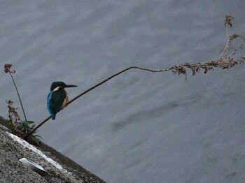 Common Kingfisher 境川遊水地公園 Sat, 3/19/2022