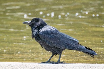 Large-billed Crow 京都府立植物園 Fri, 5/26/2017