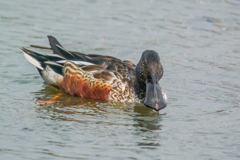 ハシビロガモ 明石公園 2017年1月12日(木)