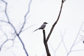 2022年3月19日(土) 玉川上水の野鳥観察記録