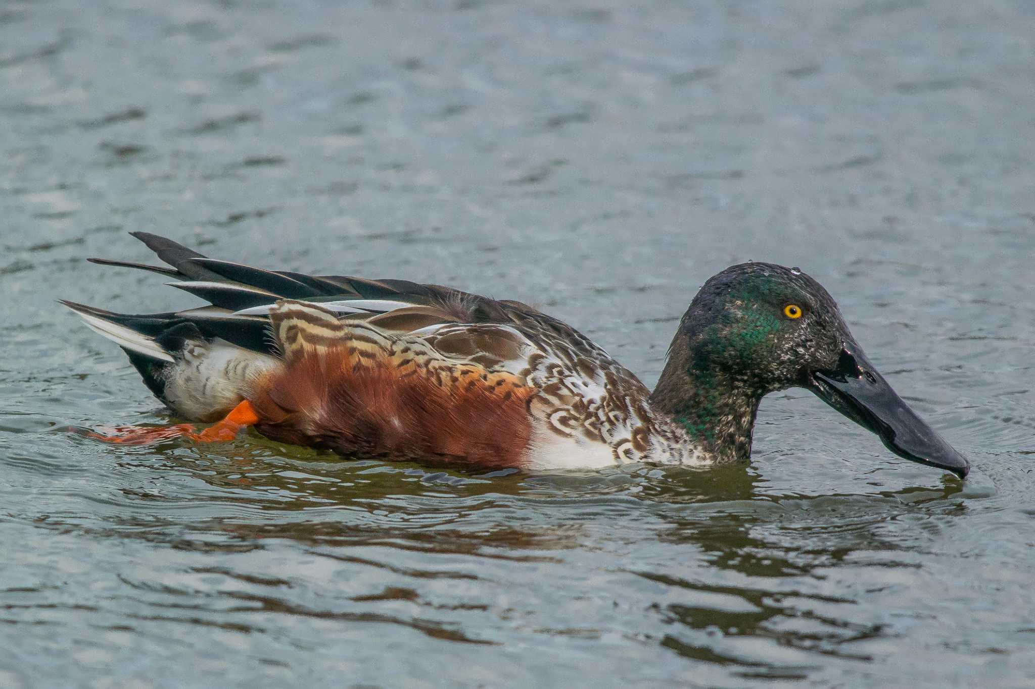 明石公園 ハシビロガモの写真