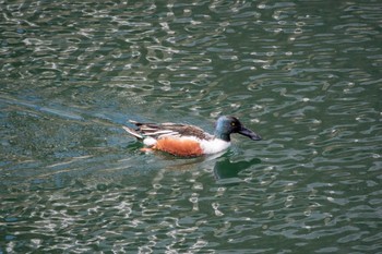 ハシビロガモ 大阪城公園 2017年3月24日(金)