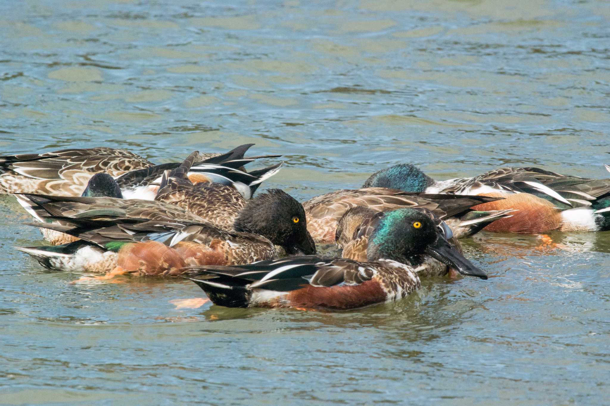 明石公園 ハシビロガモの写真