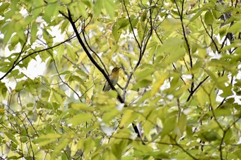 Mugimaki Flycatcher Unknown Spots Mon, 10/23/2017