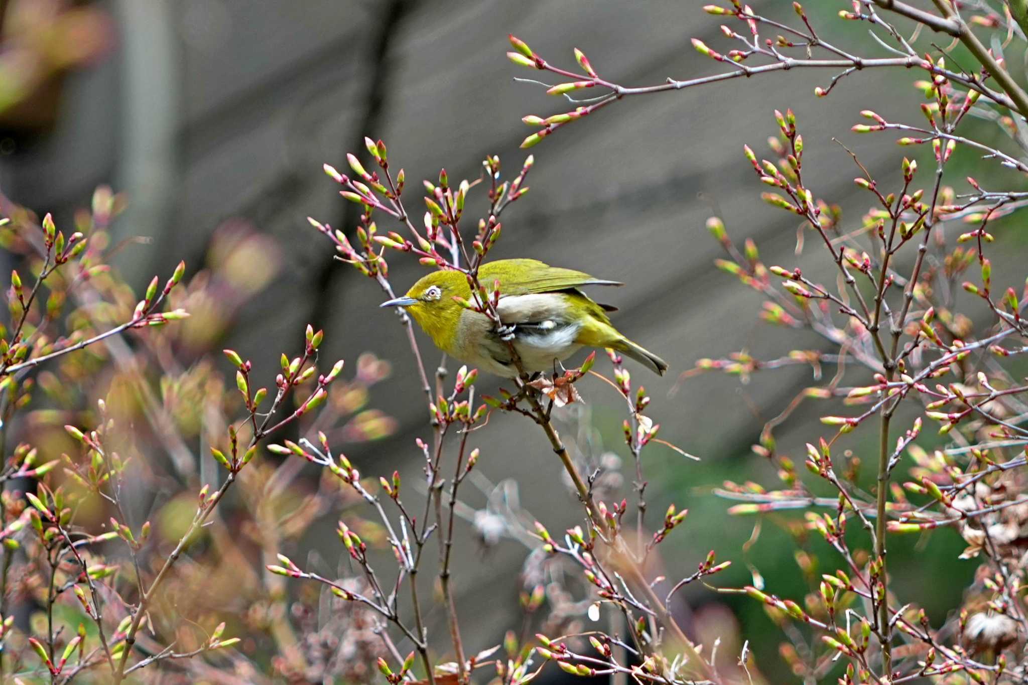 Photo of Warbling White-eye at 関口芭蕉庵 by 藤原奏冥