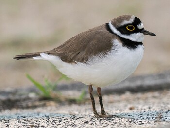 Little Ringed Plover 武庫川 Sat, 3/19/2022