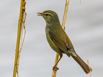 Japanese Bush Warbler 武庫川 Sat, 3/19/2022