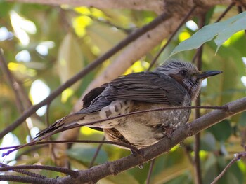 Brown-eared Bulbul 白幡沼(さいたま市) Sat, 3/19/2022