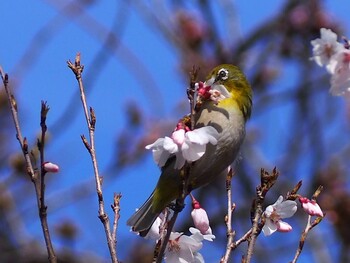 Warbling White-eye 白幡沼(さいたま市) Sat, 3/19/2022