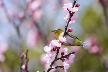 メジロ 葛西臨海公園 2022年3月16日(水)