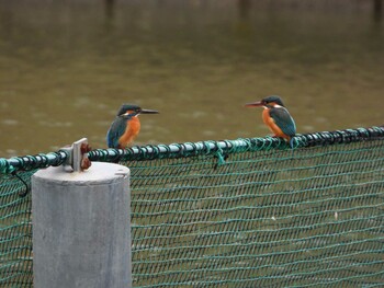 2022年3月19日(土) 千里南公園の野鳥観察記録