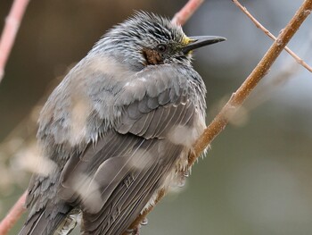 Brown-eared Bulbul 武庫川 Sat, 3/19/2022