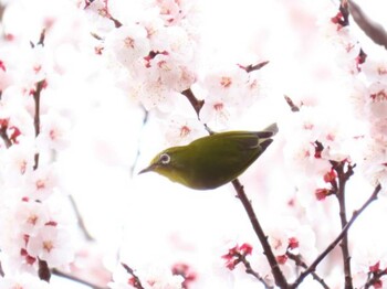 メジロ 上野動物園 2022年3月19日(土)