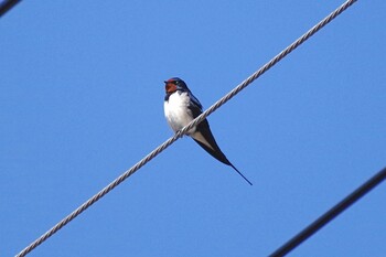 Barn Swallow 大栗川 Sat, 3/19/2022