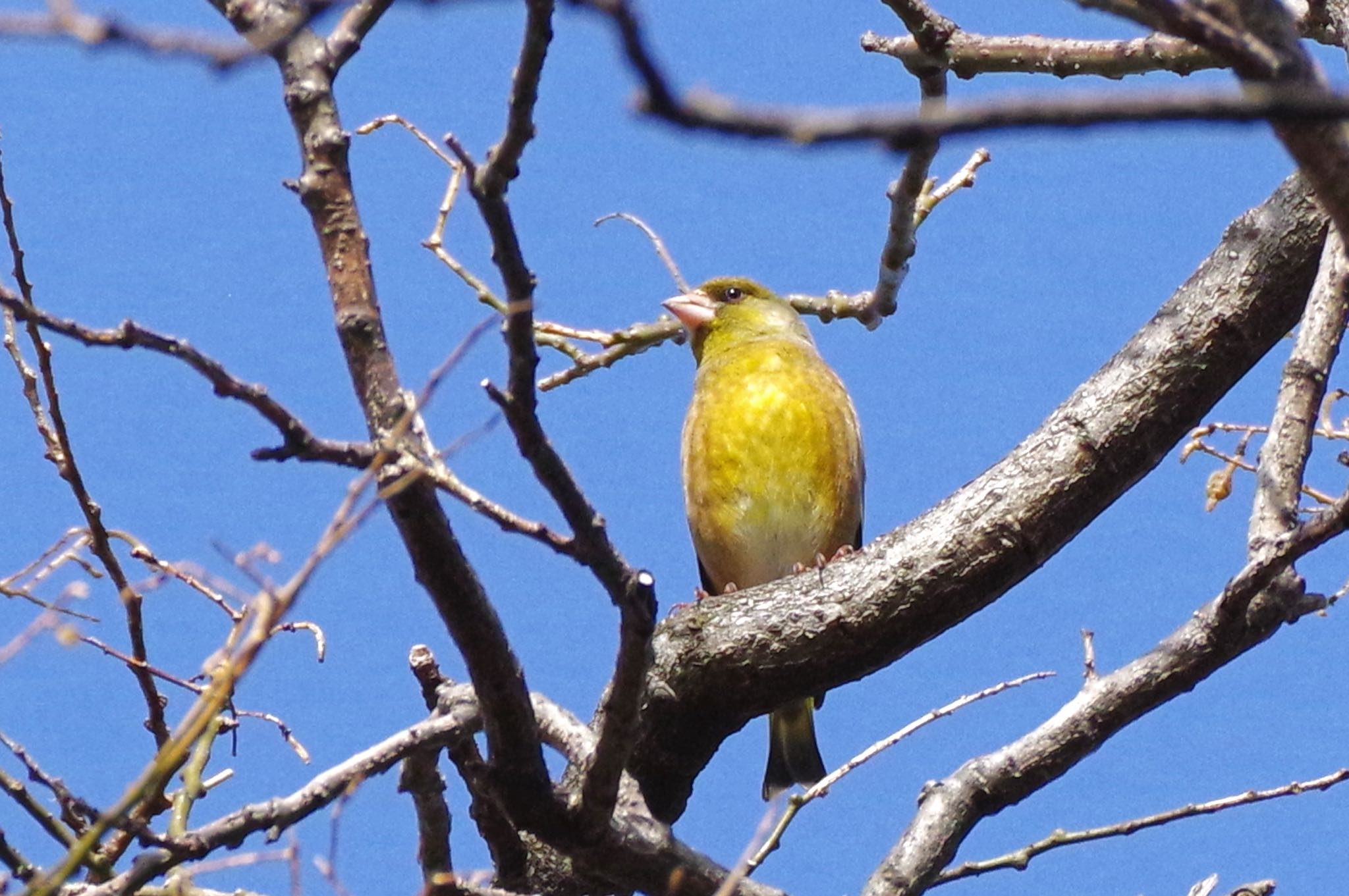 Photo of Grey-capped Greenfinch at 大栗川 by SPR