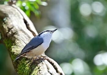 2022年3月19日(土) 西湖野鳥の森公園の野鳥観察記録