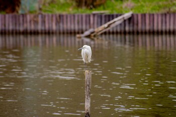 コサギ 袖ヶ浦公園 2022年3月19日(土)