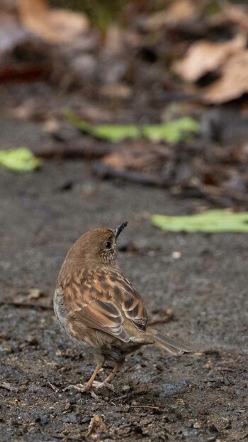 Japanese Accentor Hayatogawa Forest Road Sat, 3/19/2022