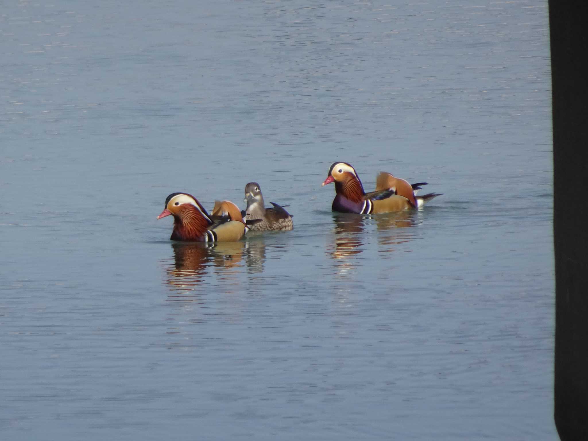 Photo of Mandarin Duck at 相模原沈殿池 by Kozakuraband