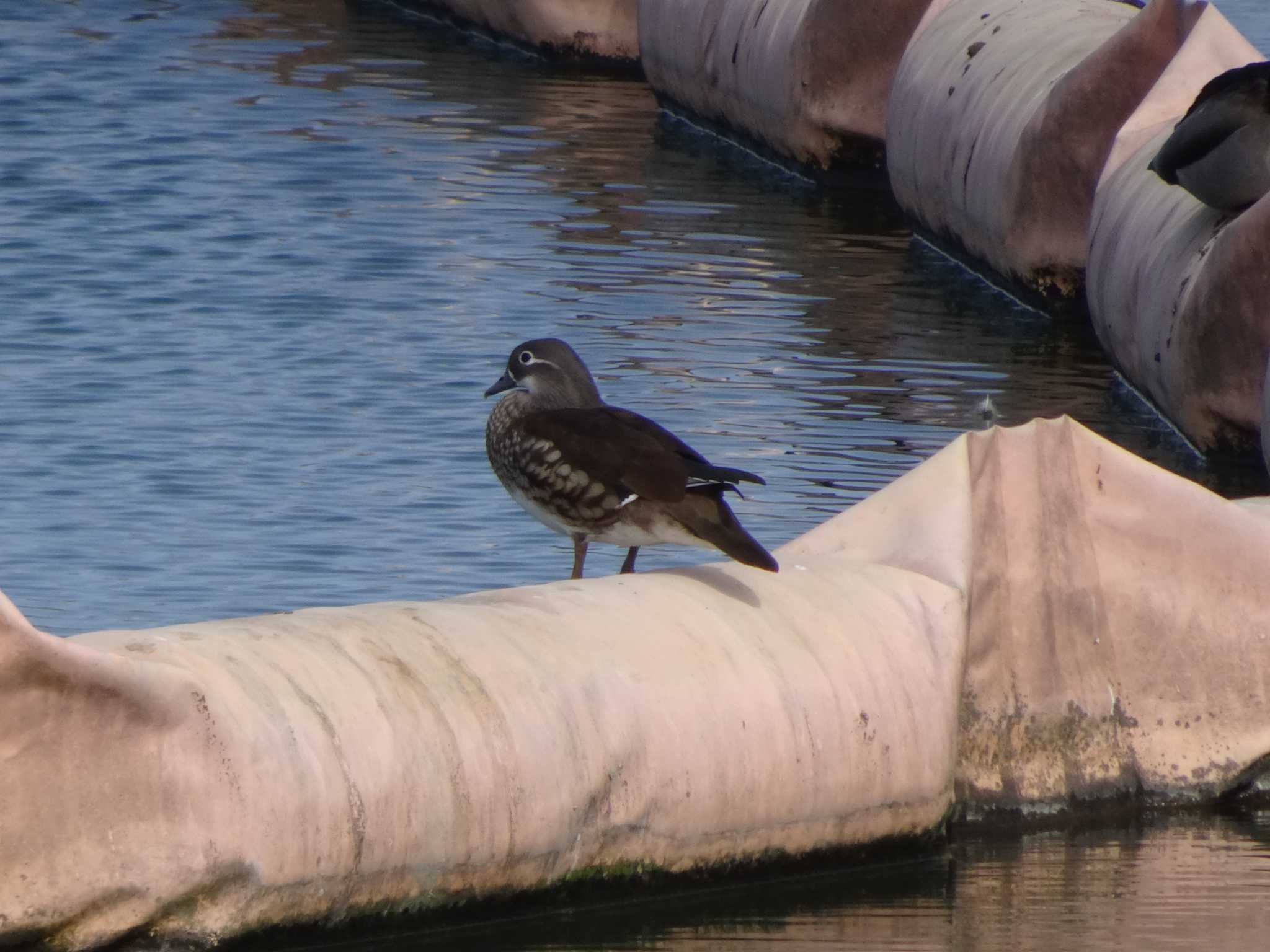 Photo of Mandarin Duck at 相模原沈殿池 by Kozakuraband