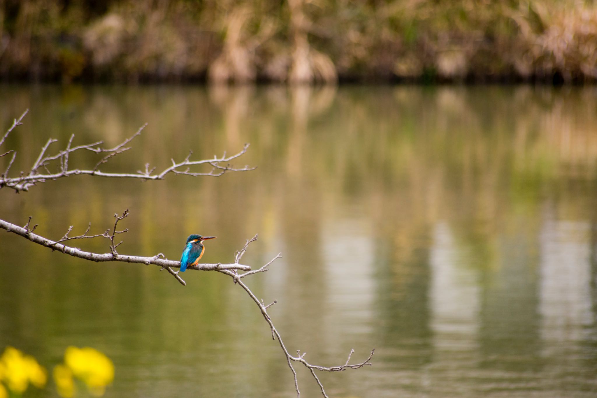 Photo of Common Kingfisher at 袖ヶ浦公園 by BARON