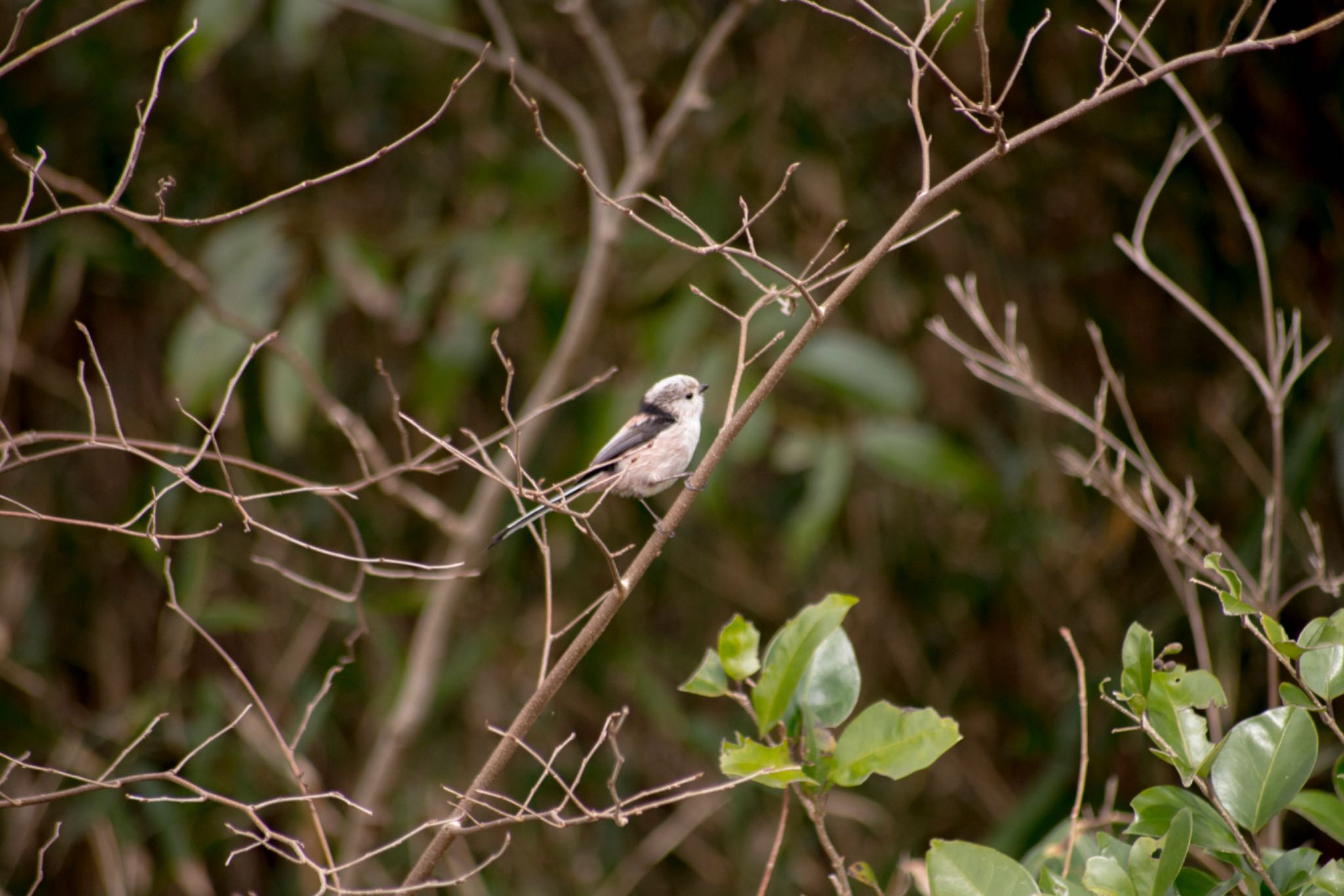 Photo of Long-tailed Tit at 袖ヶ浦公園 by BARON