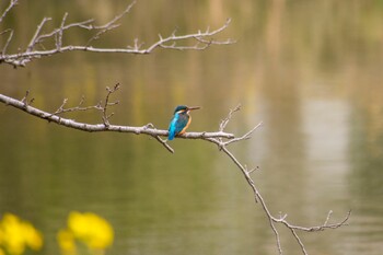 Common Kingfisher 袖ヶ浦公園 Sat, 3/19/2022