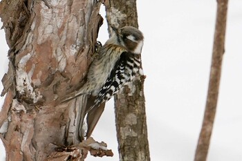 2022年3月19日(土) 宮城沢林道(札幌市西区)の野鳥観察記録