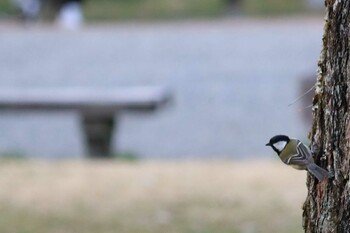 シジュウカラ 京都御苑 2022年3月14日(月)