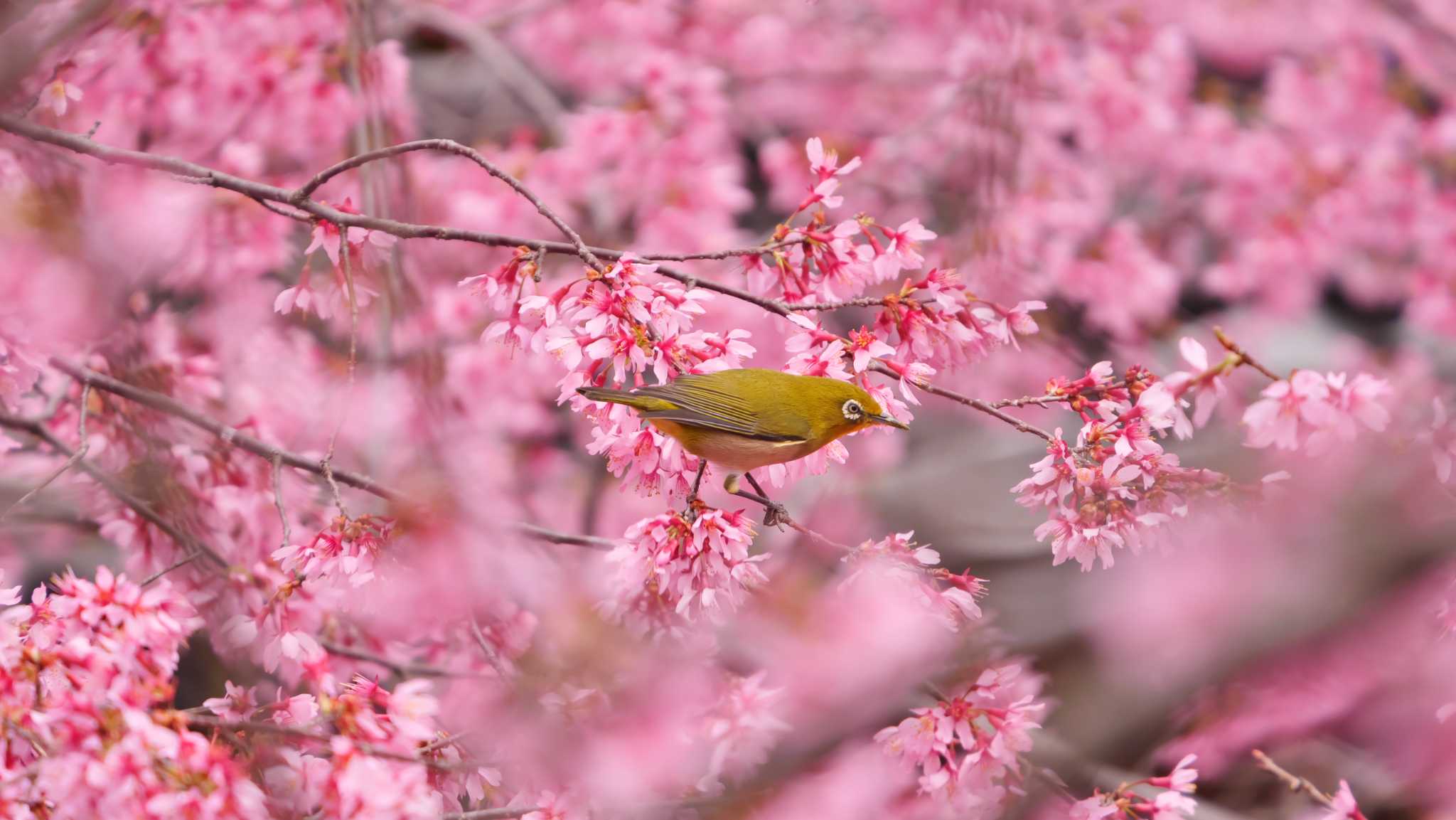 おかめ桜と。 by とり京