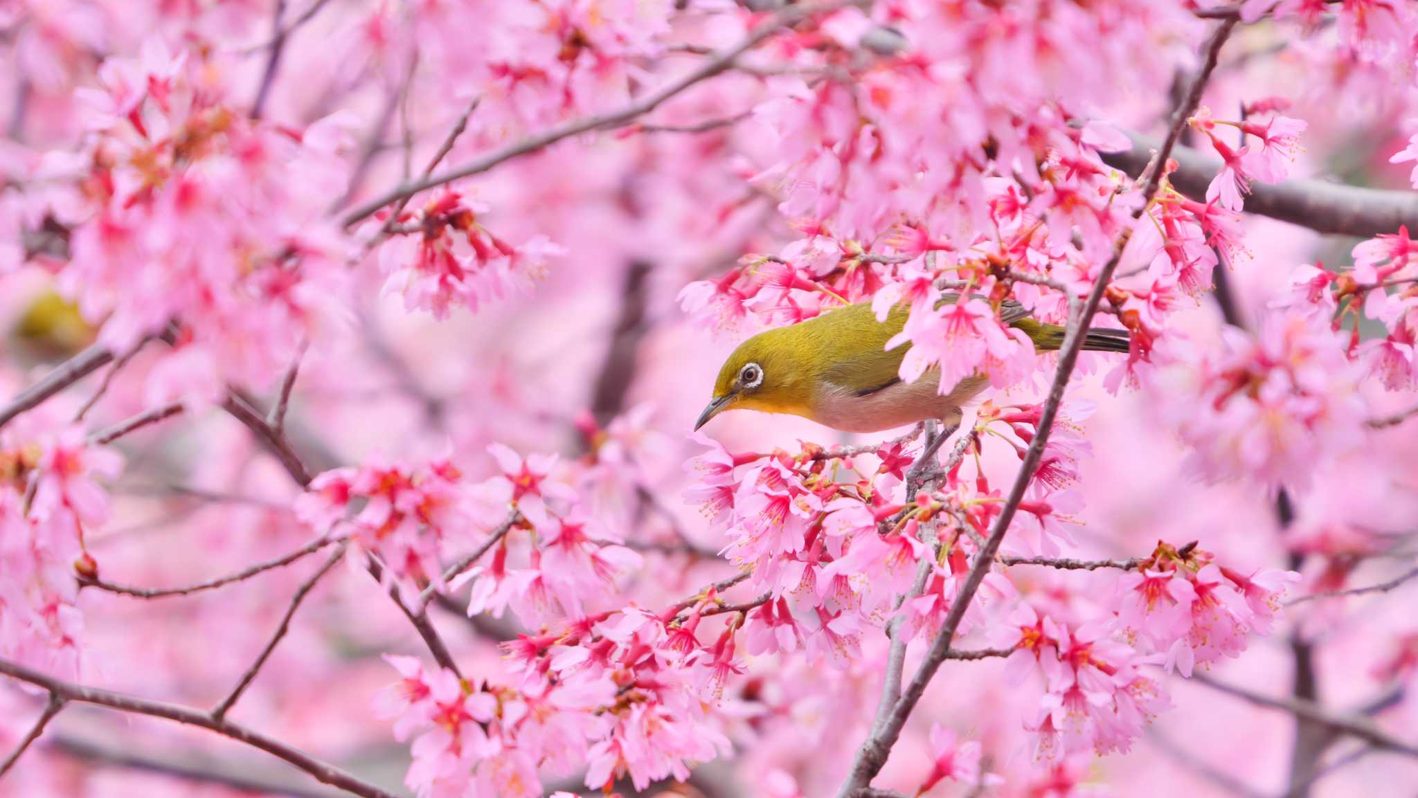 おかめ桜と。 by とり京