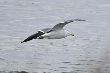 Black-tailed Gull 青森県 Thu, 3/17/2022