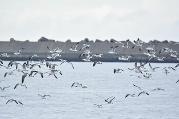 Black-tailed Gull 青森県 Thu, 3/17/2022