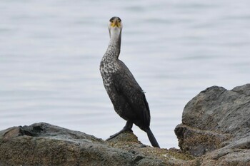 Japanese Cormorant 青森県 Thu, 3/17/2022