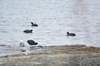 Eurasian Coot 青森県 Thu, 3/17/2022