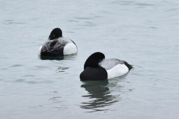 Greater Scaup 青森県 Thu, 3/17/2022