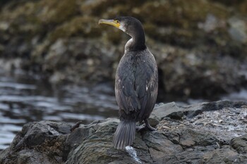 Japanese Cormorant 青森県 Thu, 3/17/2022