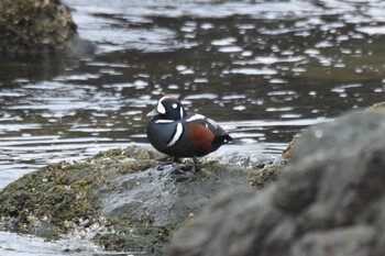 Harlequin Duck 青森県 Thu, 3/17/2022