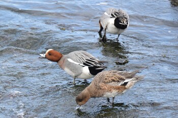 Eurasian Wigeon 青森県 Thu, 3/17/2022