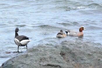 Unknown Species 青森県 Thu, 3/17/2022