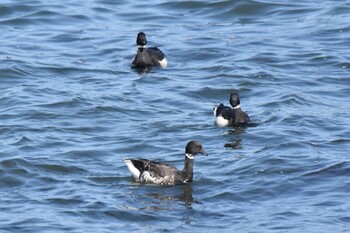 2022年3月17日(木) 青森県の野鳥観察記録