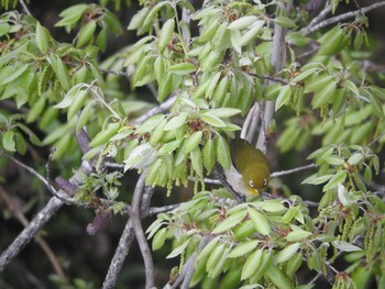 Warbling White-eye あきる野市切欠付近秋川 Unknown Date