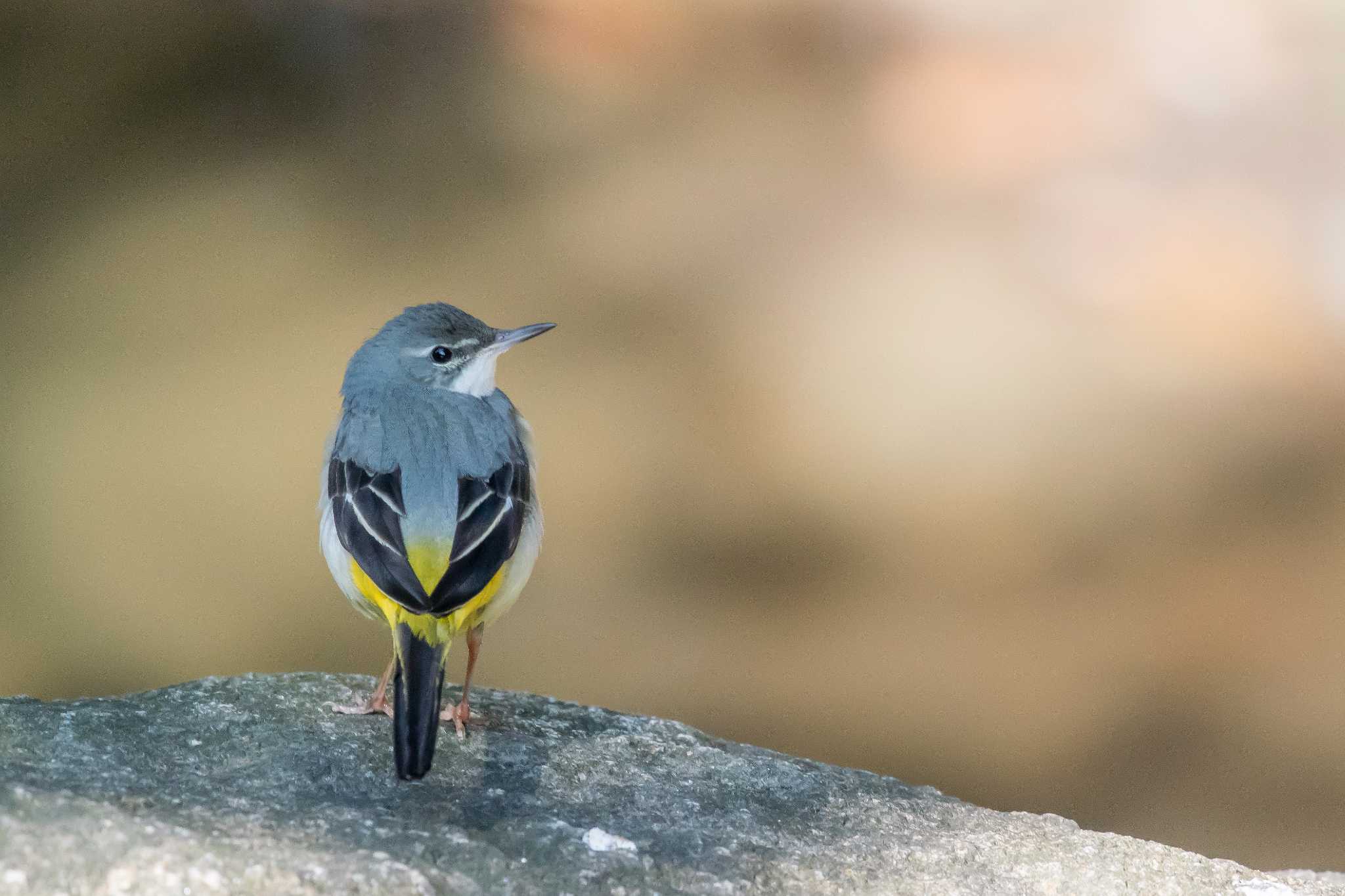 明石公園 キセキレイの写真 by ときのたまお