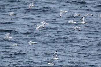 Fri, 3/18/2022 Birding report at 青森県